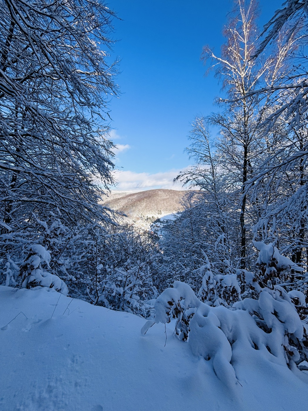Verschneiter Winterwald im Nationalpark Harz